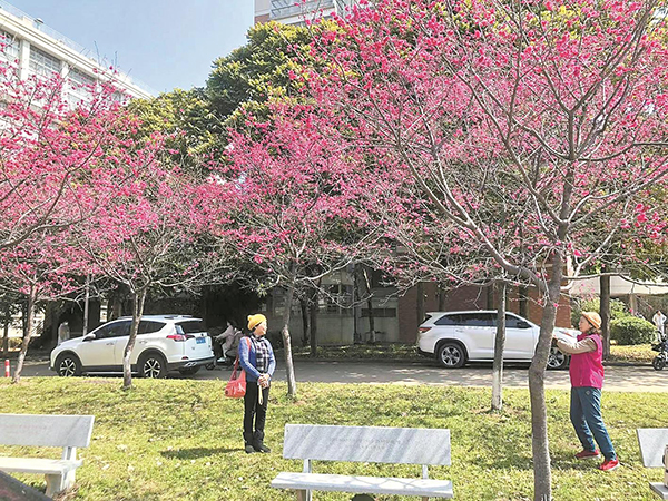 華南農(nóng)業(yè)大學內(nèi)，櫻花已在怒放。
