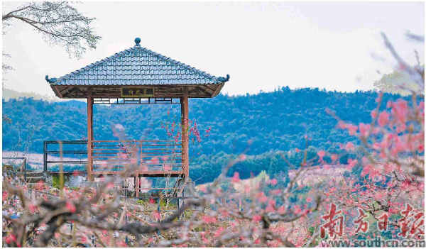 桃花.jpg