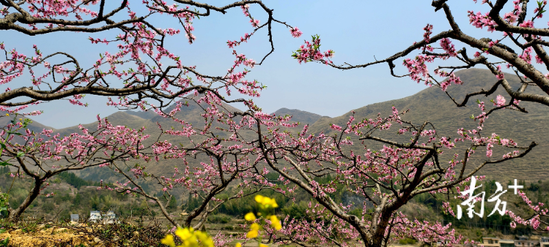 桃花.jpg