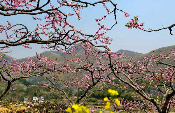 乳源大橋鎮(zhèn)桃花競相綻放引游人